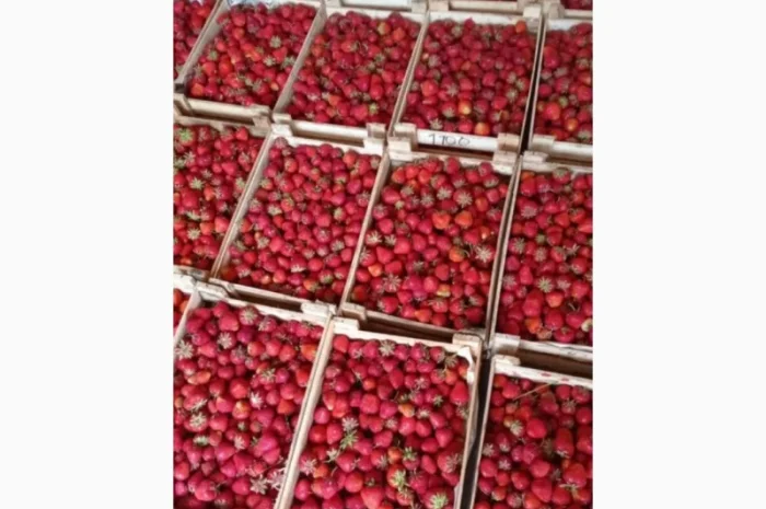 Продам клубнику оптом вкусный- фото № 2