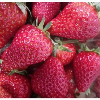 Купуємо свіжу полуницю- фото № 1