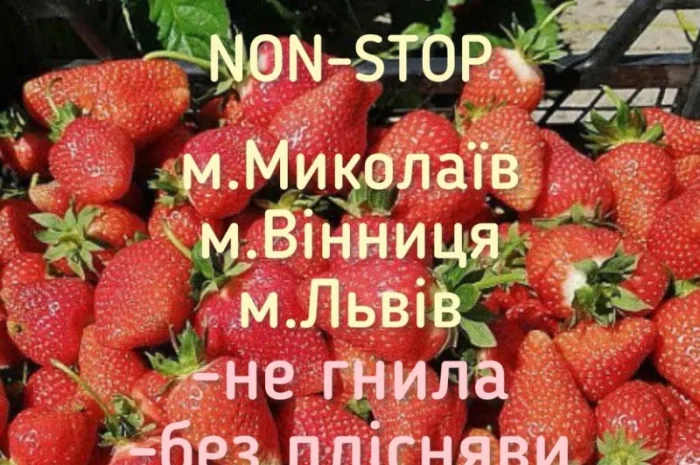 Купуємо полуницю- фото № 1