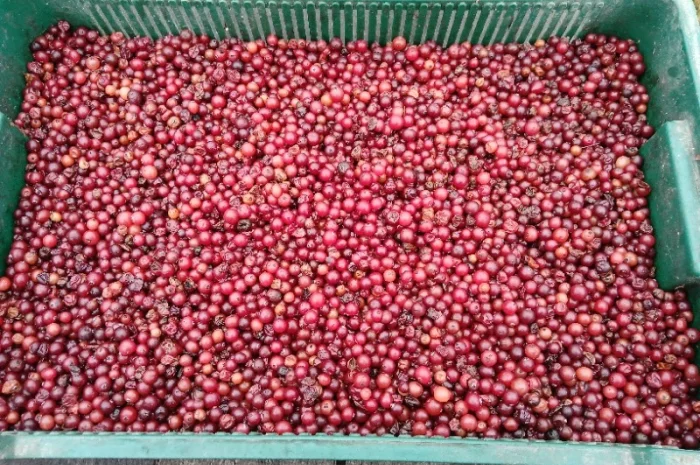 Продам зібрану у лісі дикорослу клюкву журавлину неперебрану 105 грн.за 1кг найнижча ціна- фото № 2