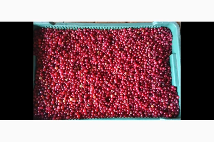 Пропонується дикоросла клюква журавлина, зібрана в лісі, 250 грн. за 1 кг- фото № 1