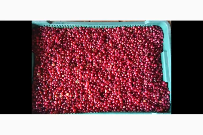 Продам зібрану у лісі дикорослу клюкву журавлину неперебрану 250 грн.за 1кг- фото № 1