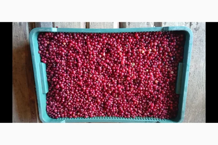 Пропонується дикоросла клюква журавлина, зібрана в лісі, 250 грн. за 1 кг- фото № 2