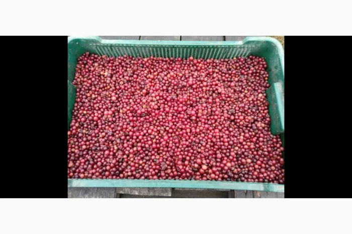 Продам зібрану у лісі дикорослу клюкву журавлину неперебрану 105 грн.за 1кг найнижча ціна- фото № 1