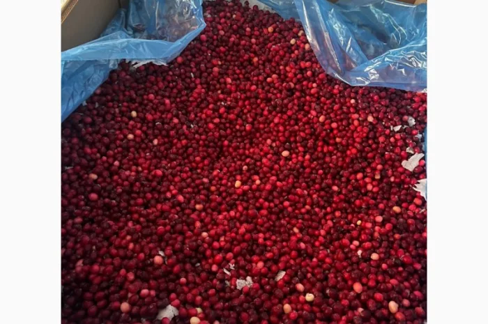 Пропонується заморожена журавлина з Канади- фото № 2