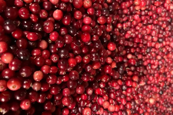 Продам клюкву (журавлину )врожай 2023року- фото № 1