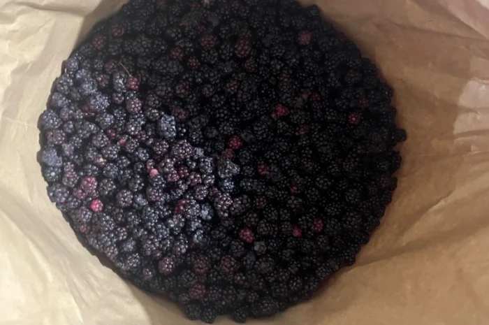 Продам клюкву (журавлину )врожай 2023року- фото № 2