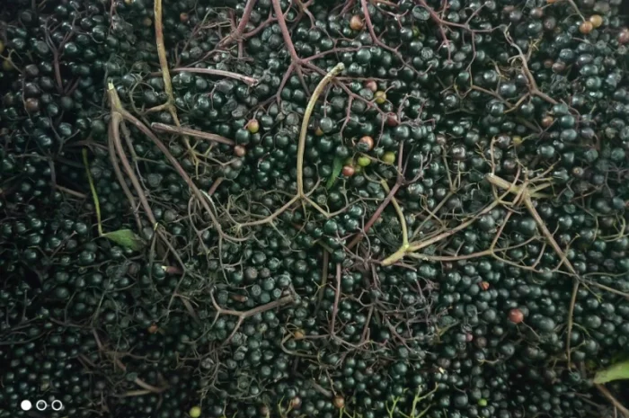 Продам клюкву (журавлину )врожай 2023року- фото № 3