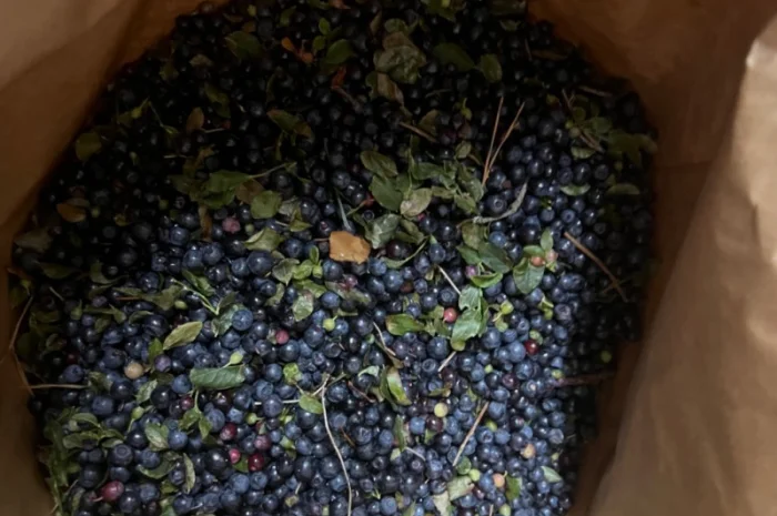 Продам клюкву (журавлину )врожай 2023року- фото № 4