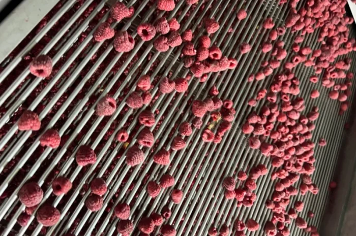 Продам клюкву (журавлину )врожай 2023року- фото № 6