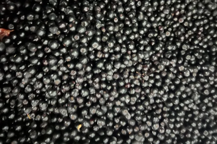 Продам клюкву (журавлину )врожай 2023року- фото № 7