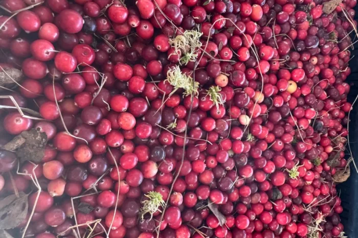 Продам клюкву заморожену- фото № 1