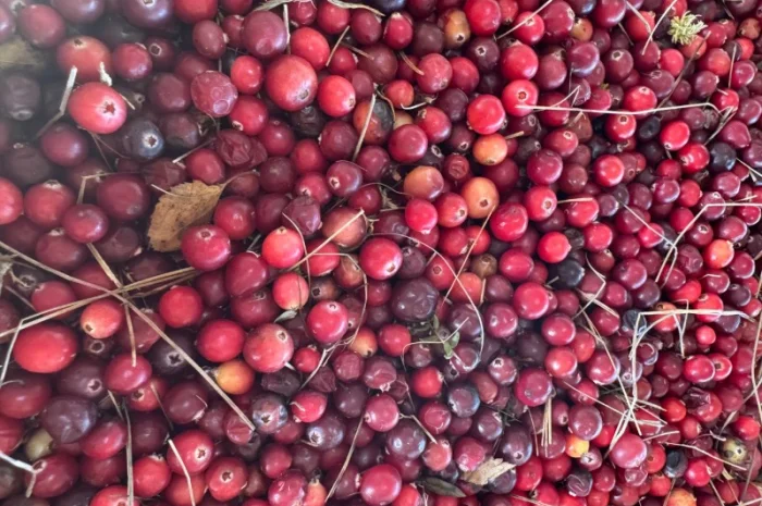 Продам клюкву заморожену- фото № 3