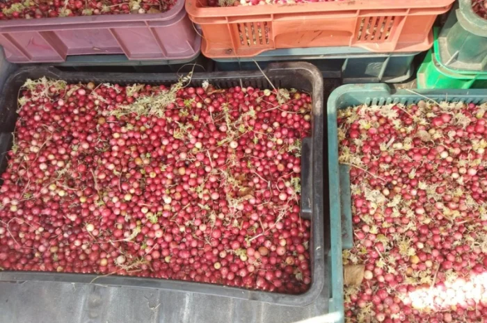 Продам журавлину від 500 кг. По 85грн- фото № 1