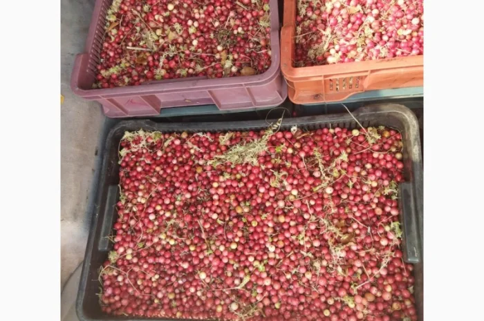 Продам журавлину від 500 кг. По 85грн- фото № 2