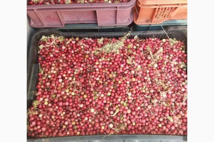 Продам журавлину від 500 кг. По 85грн- фото № 3