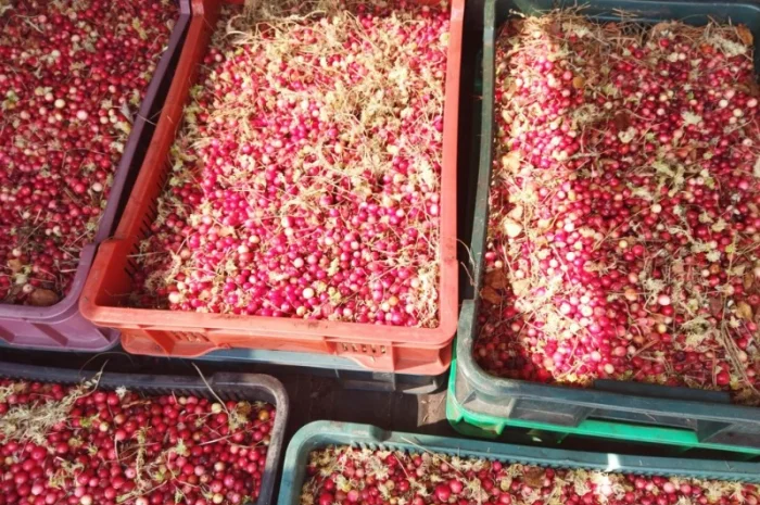 Продам журавлину від 500 кг. По 85грн- фото № 4