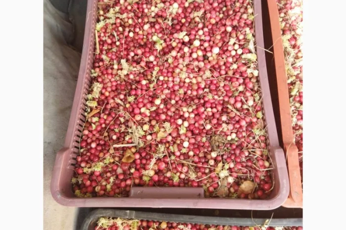 Продам журавлину від 500 кг. По 85грн- фото № 5