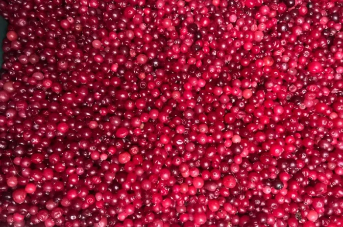 Продам журавлину дикорослу гарної якості Урожай 2023 року- фото № 1