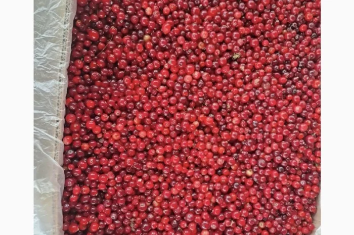 Журавлина(клюква)- фото № 1