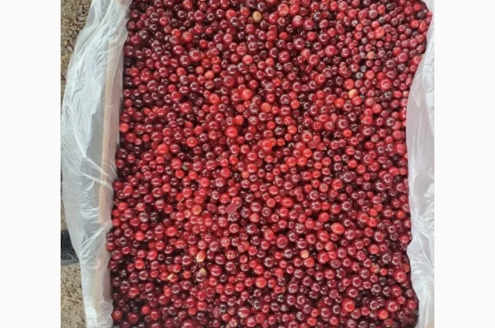 Журавлина(клюква)- фото № 2