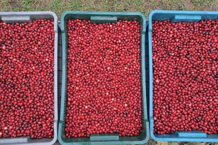 Журавлина(клюква) Канада- фото № 1