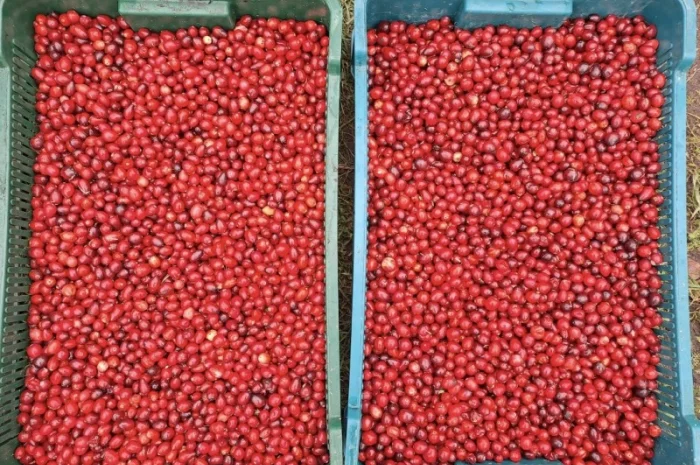 Журавлина(клюква) Канада- фото № 2