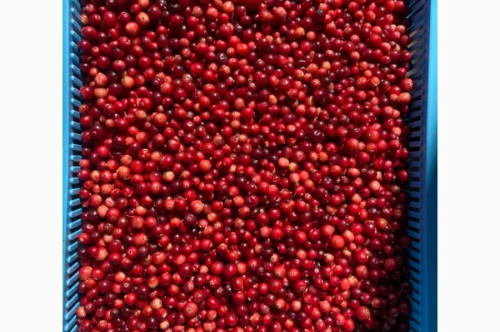 Продам Журавлину (Клюква) СВІЖА- фото № 1