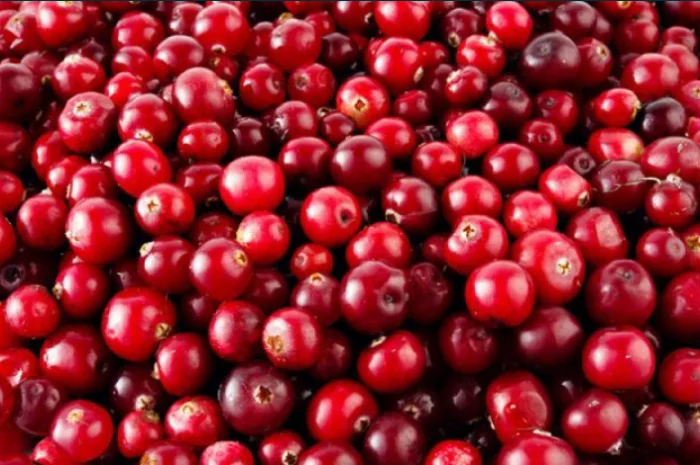 Пропонується журавлина (клюква) високої якості- фото № 1