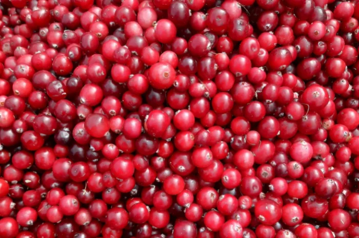 Пропонується журавлина (клюква) високої якості- фото № 2