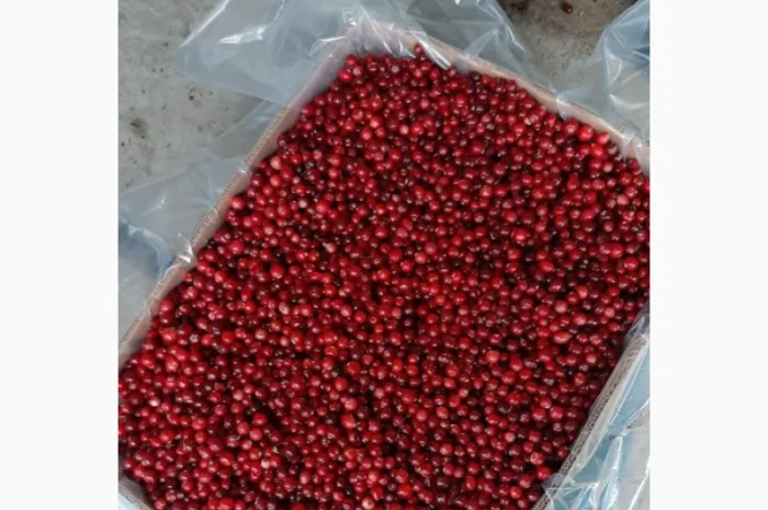 Пропонується журавлина (клюква) високої якості- фото № 3