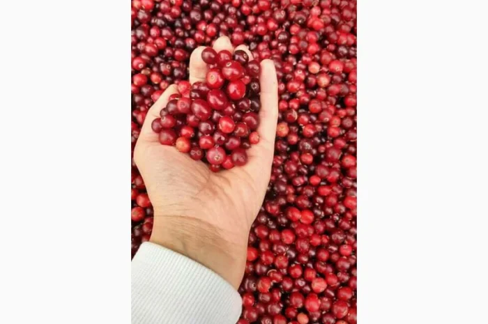 Продам очищену лісову свіжу журавлину- фото № 1