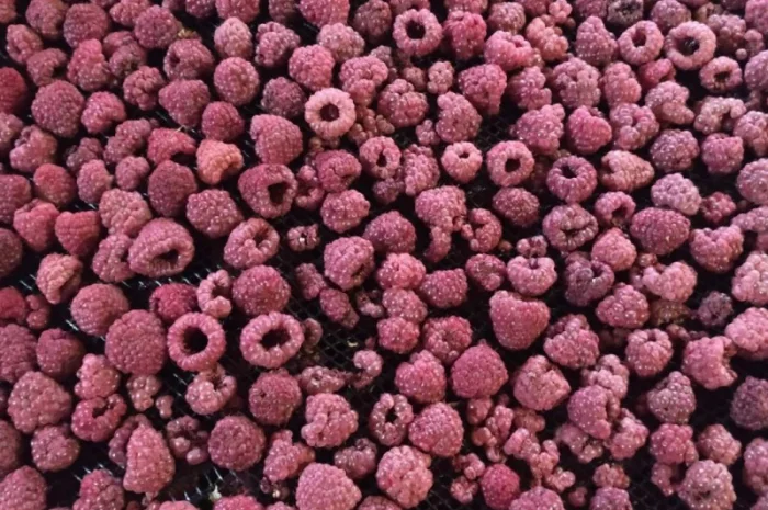 Продам малину сушену- фото № 1