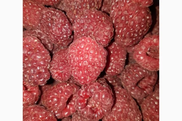 Куплю свежую малину с поля урожая 2025 года- фото № 1