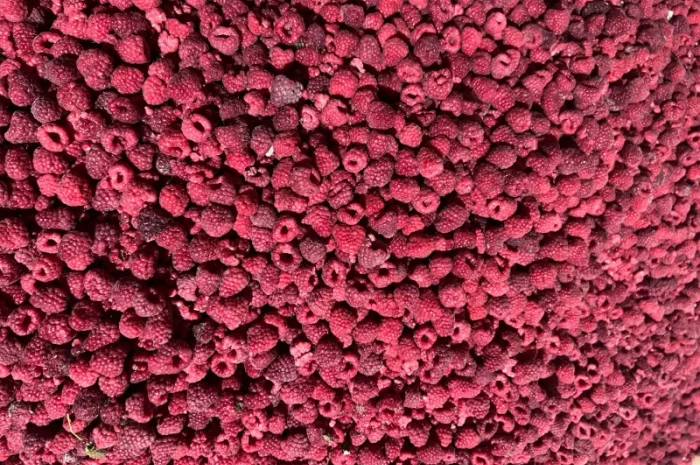 Продам малину грис- фото № 1