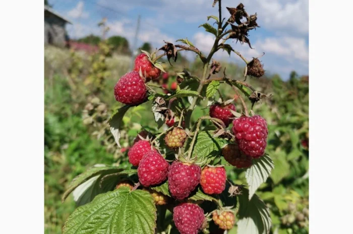 Продам малину ремонтантних сортів- фото № 1