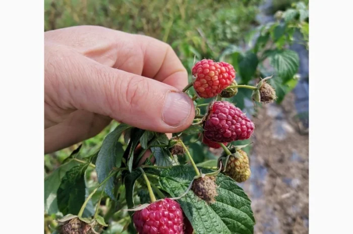 Продам малину ремонтантних сортів- фото № 3