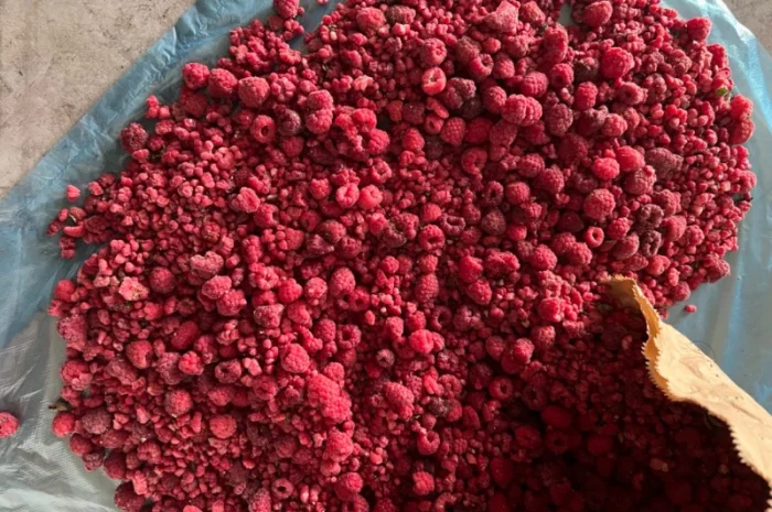 Продам грис малини- фото № 1