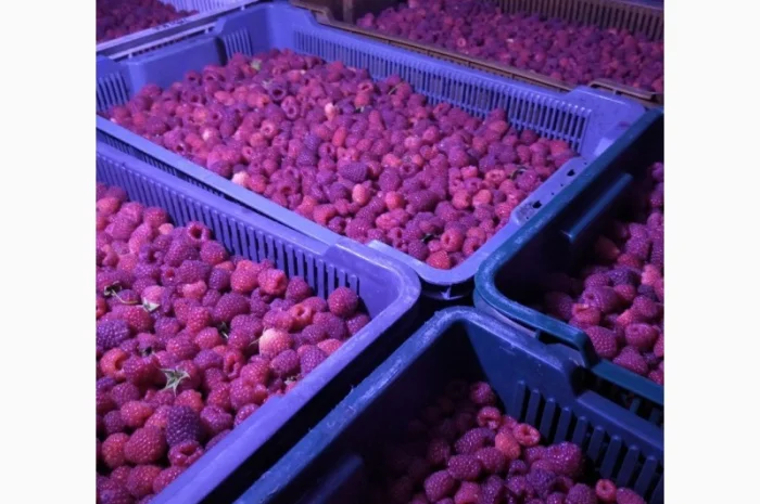 Продам свіжу малину в об'ємі- фото № 1