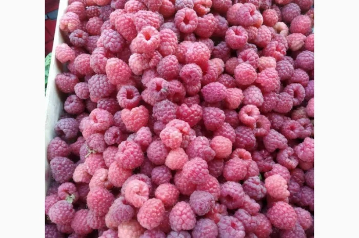 Підприємство з заморозки і переробки купить малину- фото № 1