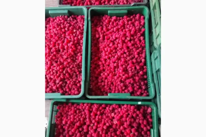 Куплю малину ремонтантних сортів свіжу і заморожену- фото № 1