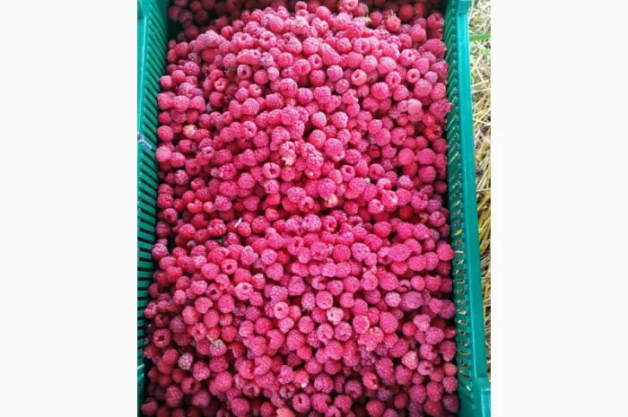 Куплю малину ремонтантних сортів свіжу і заморожену- фото № 2