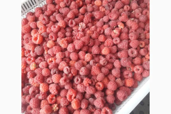 Купимо малину ремонтантну- фото № 1