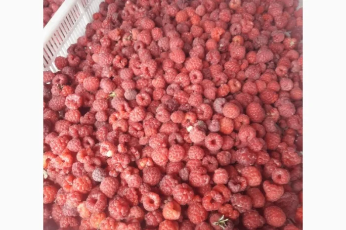 Купимо малину ремонтантну- фото № 2