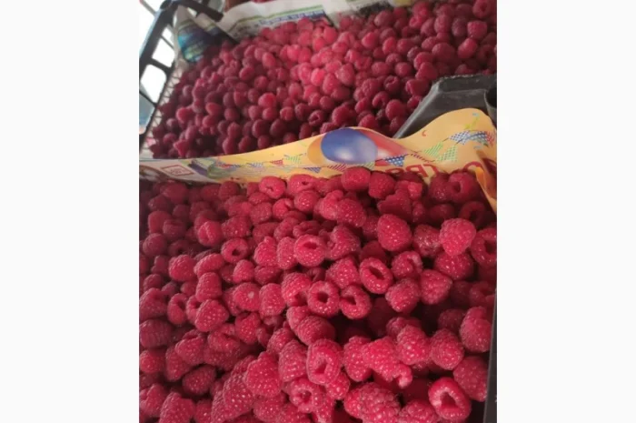 Купимо малину від фермерів- фото № 1