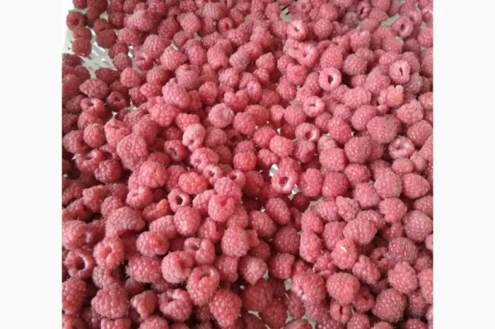 Купимо малину по всій Україні, будь який об'єм- фото № 3