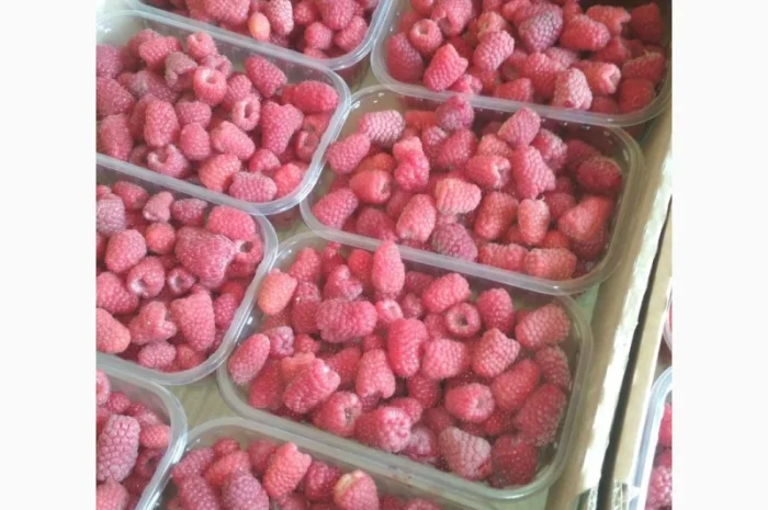 Закуповуємо малину на заморозку і переробку- фото № 2