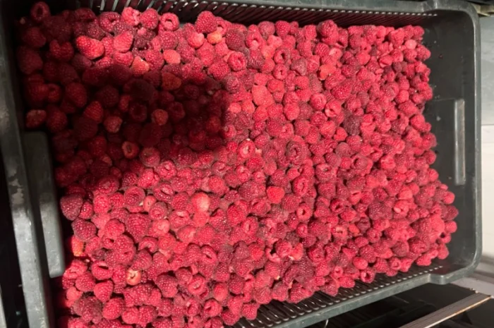 Продам малину оригінал, 80/20 та гриз- фото № 4