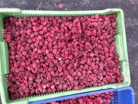 Продам заморожену малину від 20 тон- фото № 1