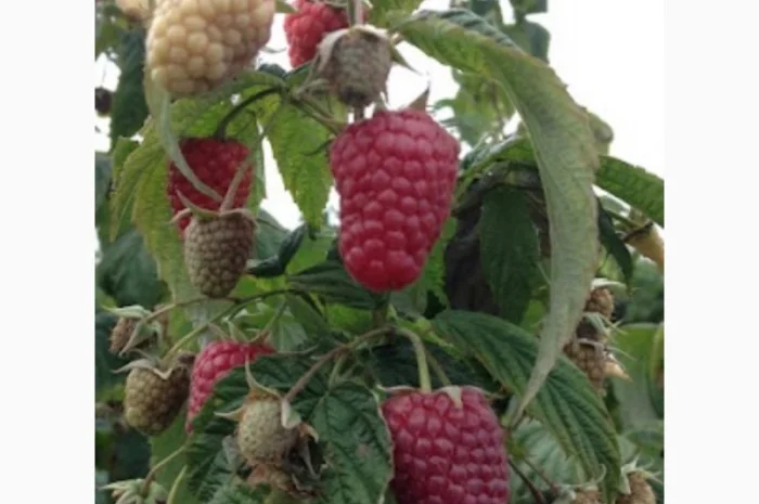 Куплю ягоди на заморозку : малина- фото № 1